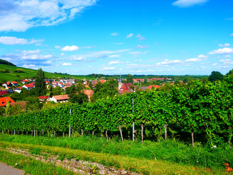 Pfälzer Weinsteig 10. Etappe Klingenmünster - Bad Bergzabern