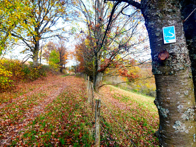Wisper Trail Nr. 12 Der Überhöhische